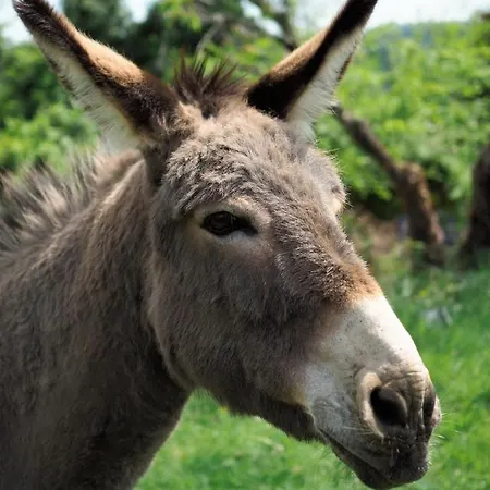 Bitini Farm Gračišče