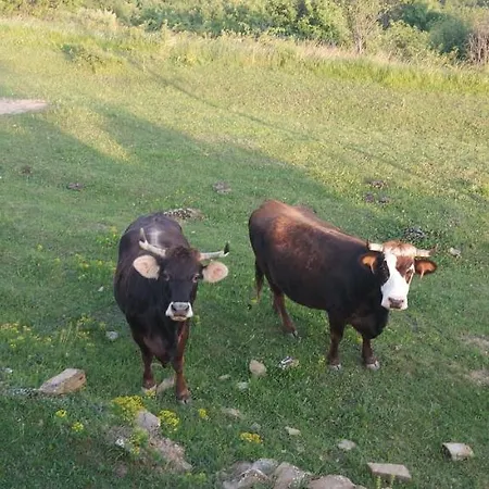 Bitini Farm *