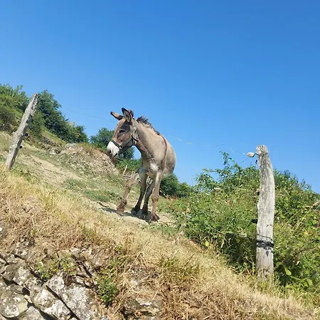 Bitini Farm Apartamento *