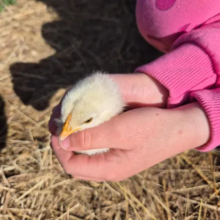 Bitini Farm Gračišče