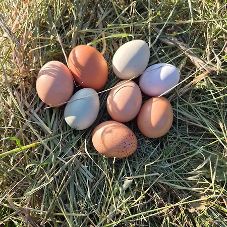 Bitini Farm 公寓 Gračišče