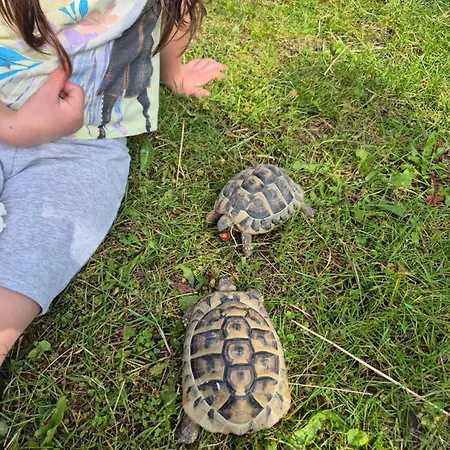 公寓 Bitini Farm Gračišče