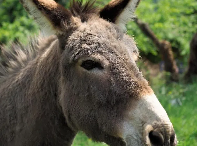Bitini Farm Gračišče