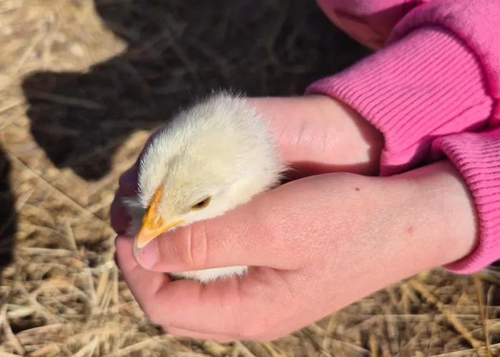 Bitini Farm Gračišče