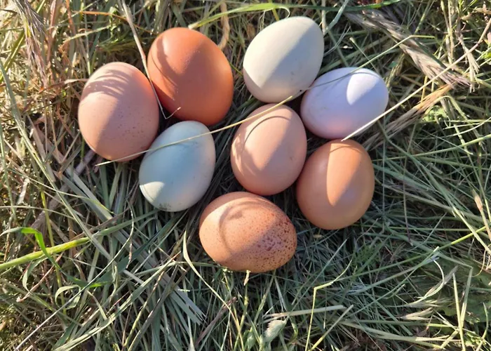 Bitini Farm Appartement Gračišče